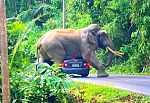 Słoń zaatakował turystę w parku Khao Yai